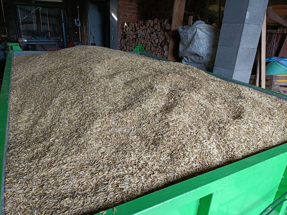 Sprzedam owiws zeszłoroczny.