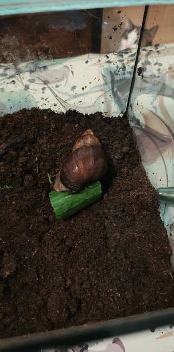 Ślimak afrykański z terrarium