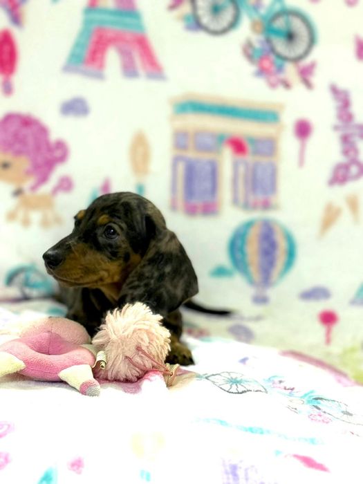 Teckel excelente menina Arlequim miniatura