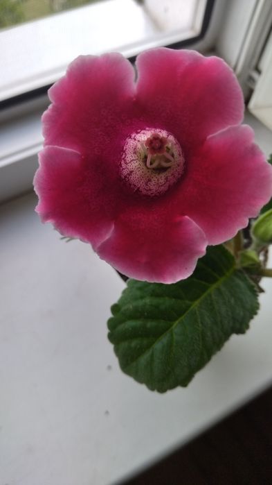 Глаксиния в пластиковом стаканчике