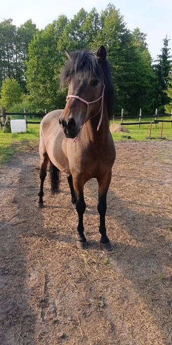 Sprzedam hucuła ogiera