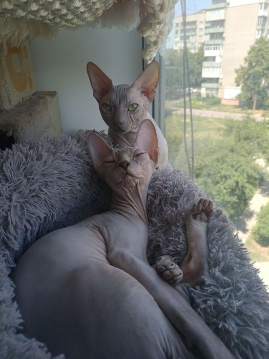 Кошенята канадського сфінкса
