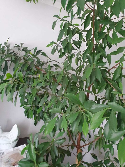 Drzewo Cytryny, Cytrynka - może fikus Benjamina ?