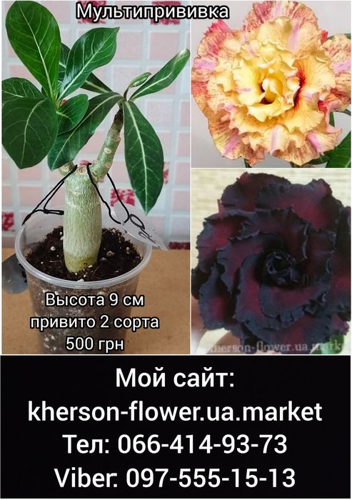 Адениум белый махровый Snow White