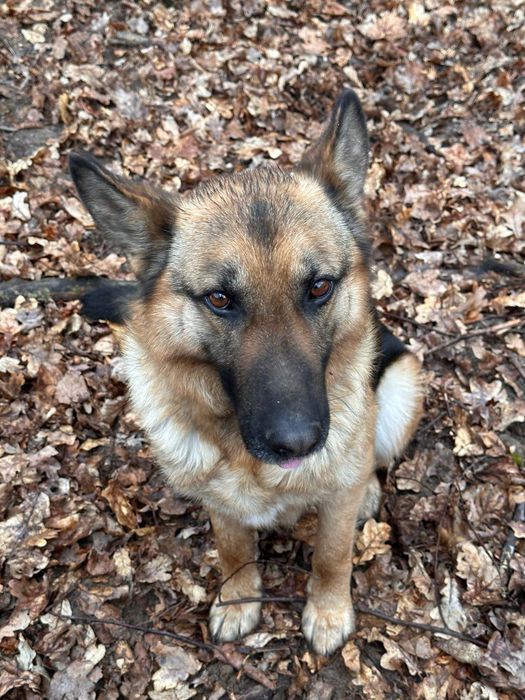 Німецька вівчарка