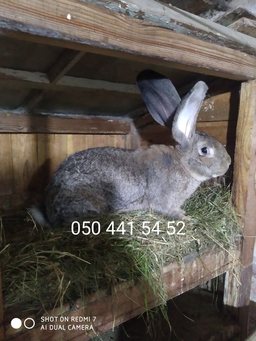 Кролики  " Бельгійський велетень" (Фландр).)