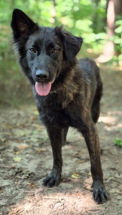 Zadra - młoda sunia  szuka domu / do adopcji