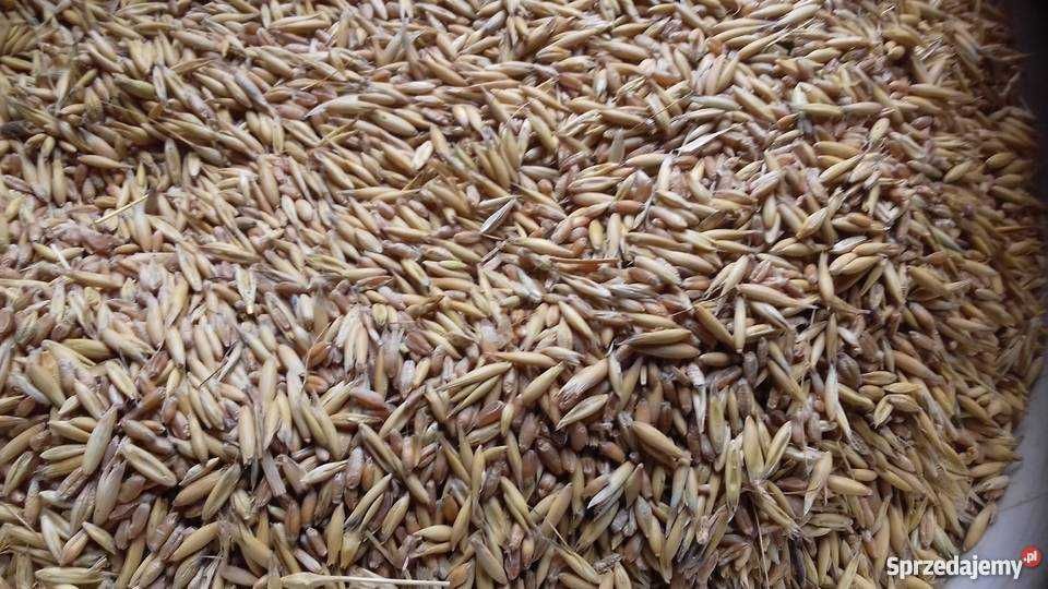 Mieszanka jara:pszenica monsun,pszenżyto dublet,jęczmień,owies Bingo