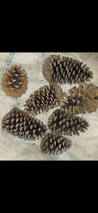 Sacos de pinhas acender lume