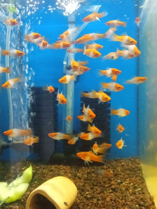 Mieczyk Koi dwukolor