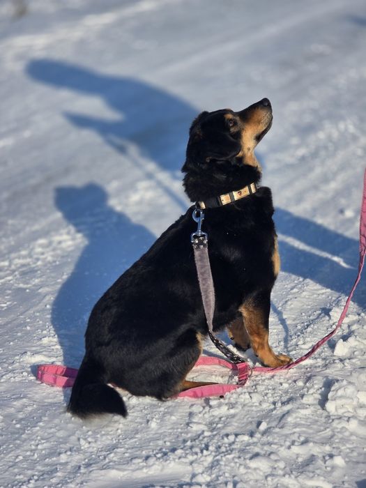 Uroczy 10 kilowy Aramis