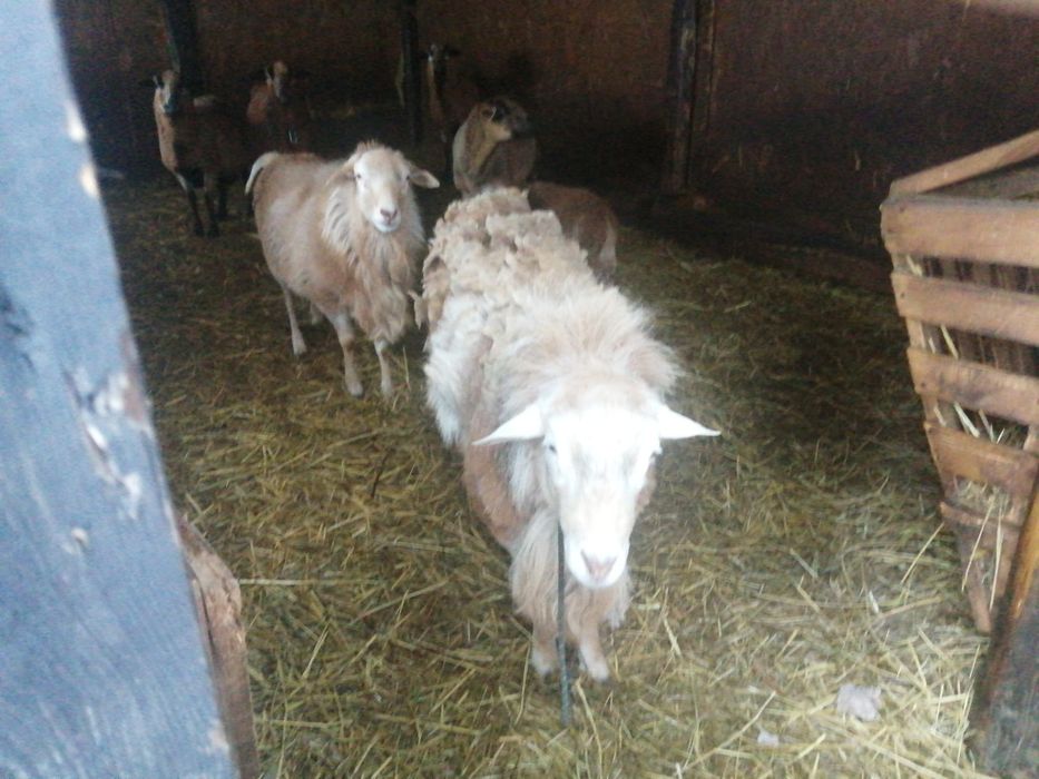 Baran Lanos kameruńska rasa, kamerun