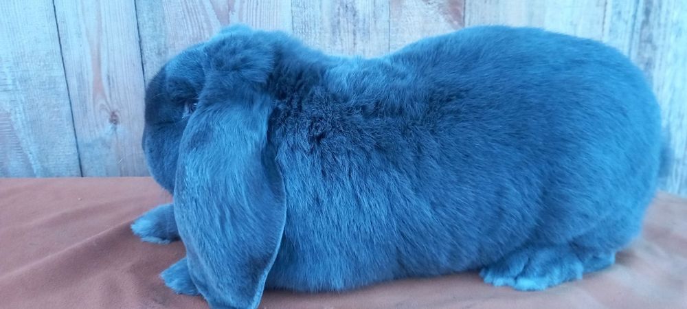 Samiec Baran Niebieski