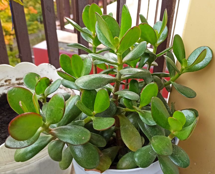 Drzewko szczęścia w doniczce grubosz jajowaty