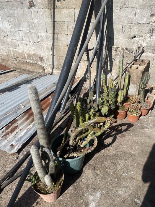 Cactos conjunto varios