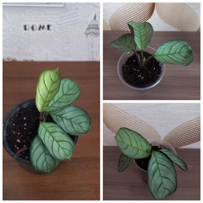 Фіалка  Ктенанта Калатея