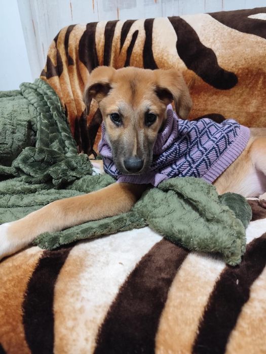 Caezinhos com 2 meses para adoção