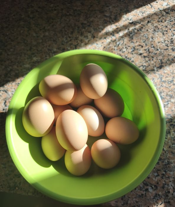 Ovos de galinhas