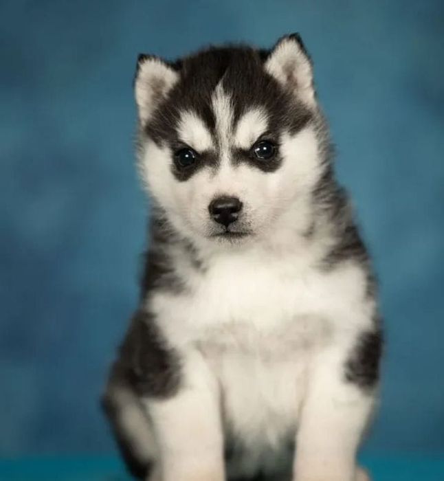 Husky piwnooki szczeniak