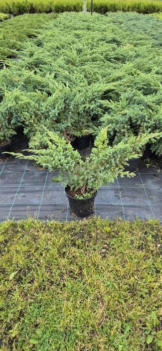 Jałowiec Płożący C2 C3 Juniperus