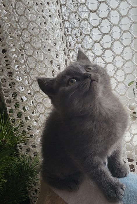 Котенята Шотландські