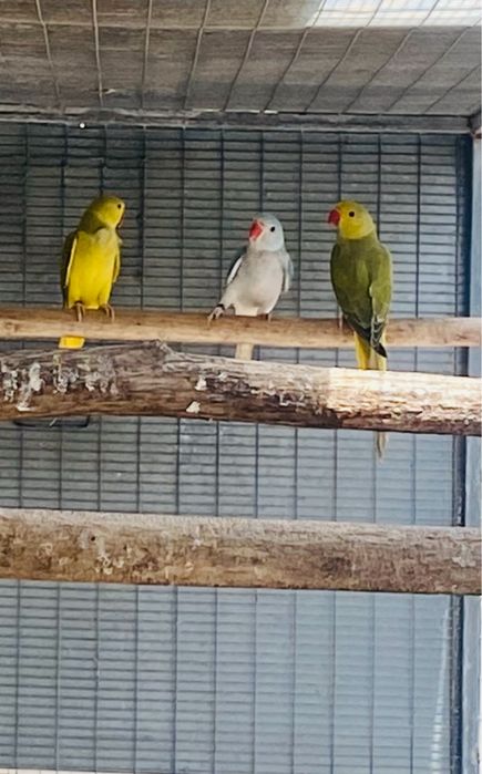 Ring Necks mutacoes: Aceito troca