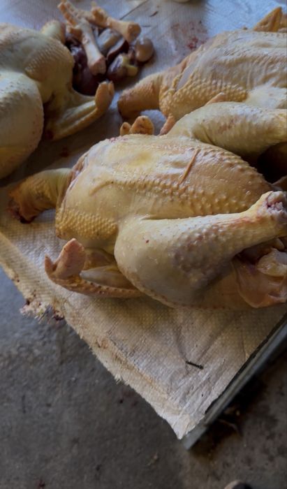 Frangos com 4, 5 kg