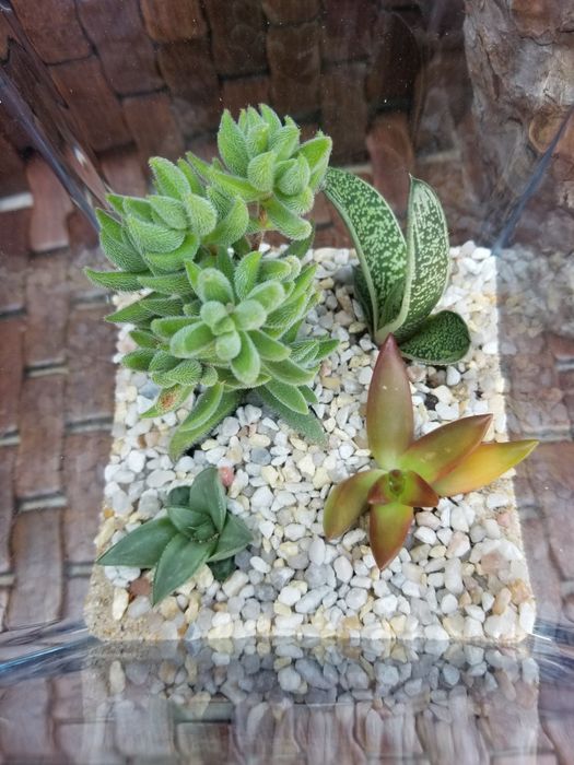 Arranjo de Suculentas