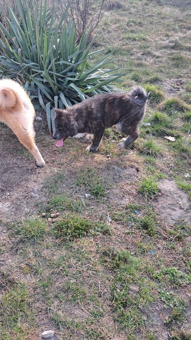 Akita inu  piesek