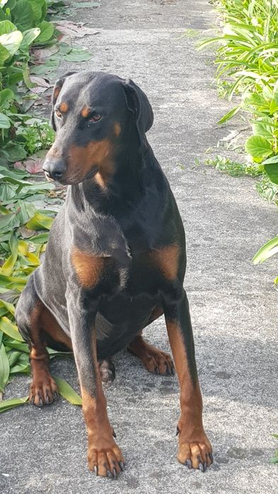 Doberman procura namorada