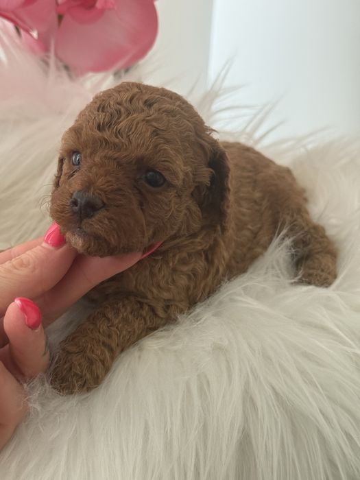 Cavapoo chłopak xs