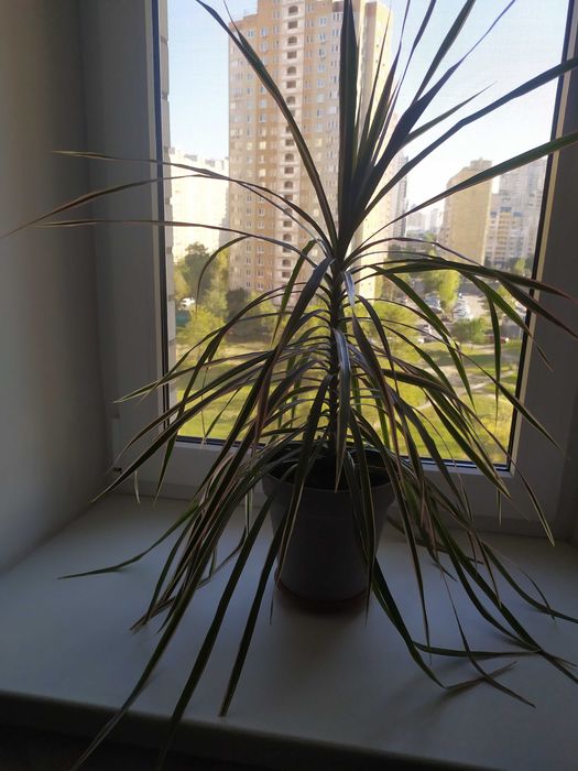 Драцена Маргината" , два деревца .