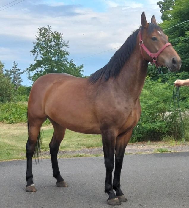 Sprzedam klacz Sp 5 lat