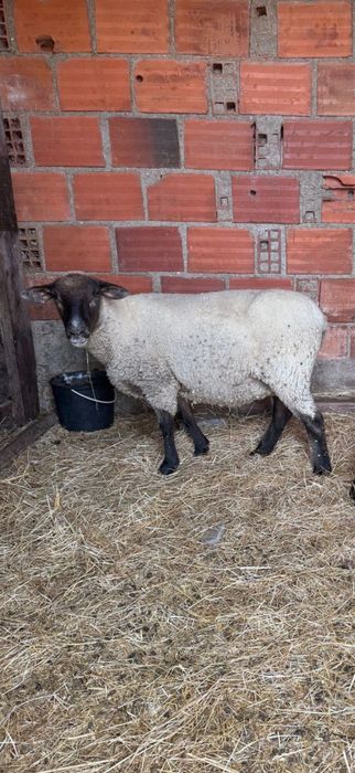 Casal de cx de suffolk