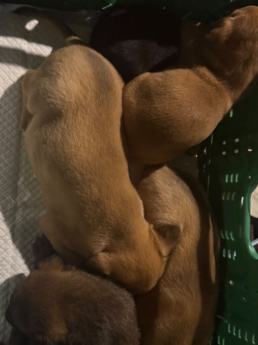 Cães bebés para adoção responsável