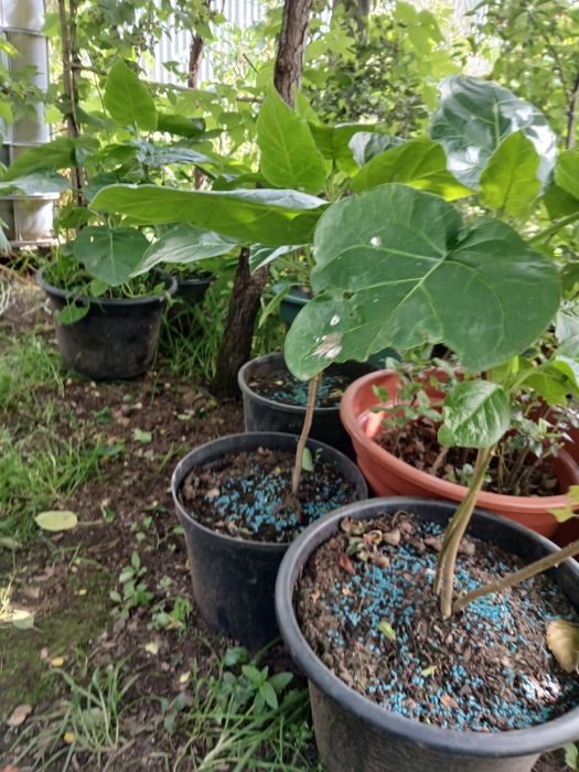 Tamarilho, tomateiro arvório, tomate maracujá, etc.