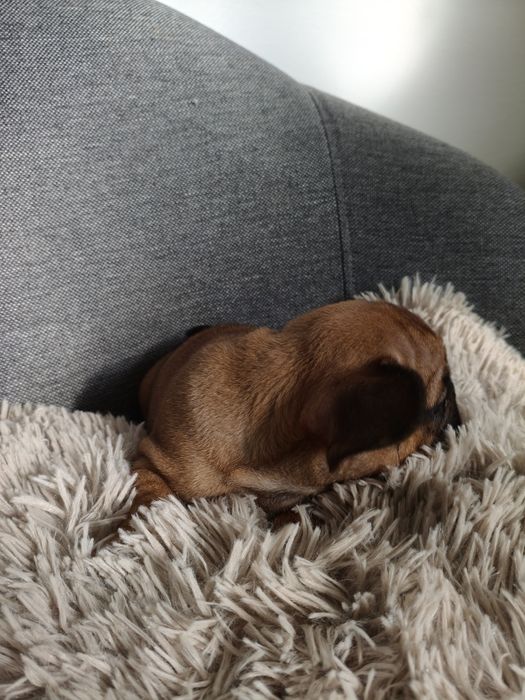 Buldog francuski chłopiec