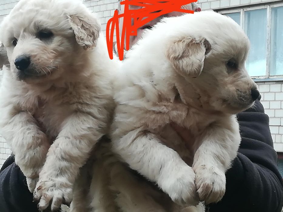 Sprzedam szczenięta Owczarka podhalankiego