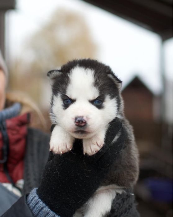 Блакитноокі Сибірські хаскі. Хлопчики та дівчатка. КСУ