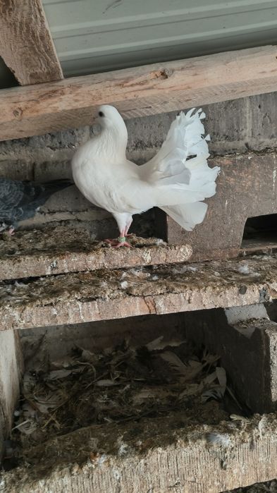 Młode Pawik samiczki