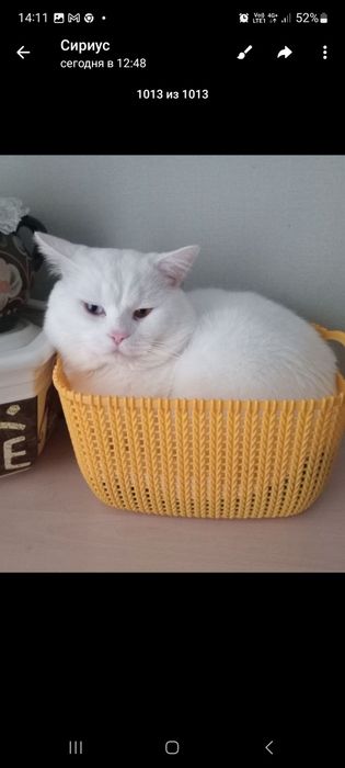 Шотландский кот 5 лет