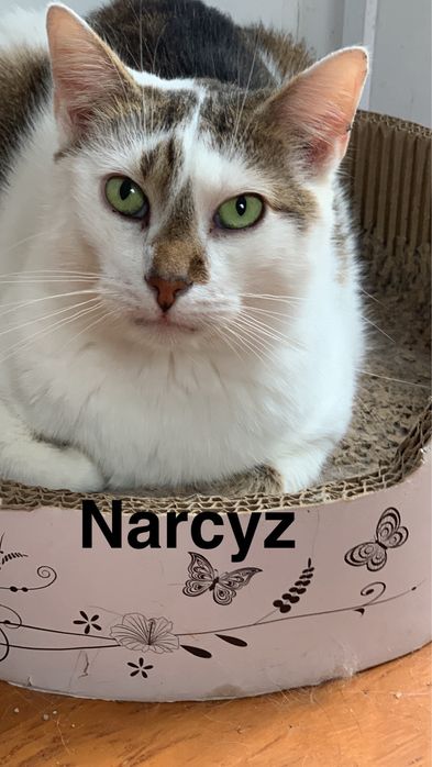 Narcyz szuka domu!