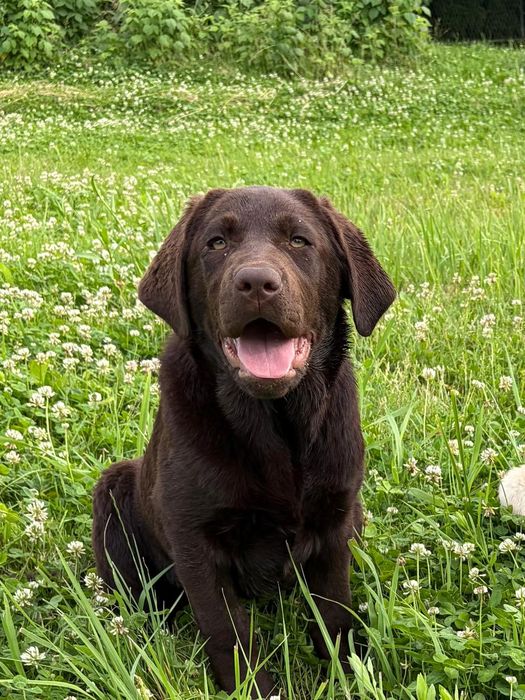 Labrador retriever