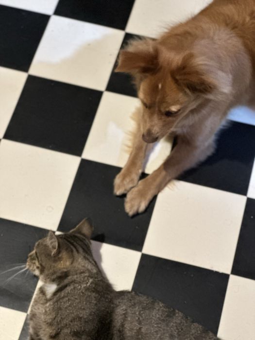 Jumbo kochany koci przytulas