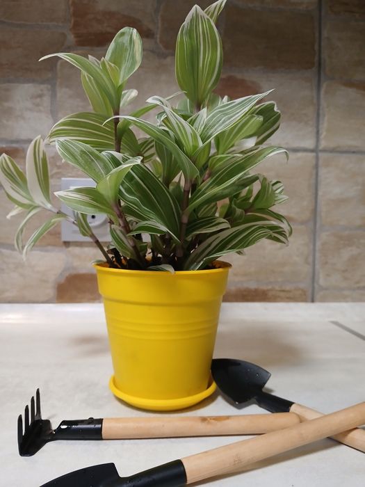 Продам цветы комнатные  традесканции