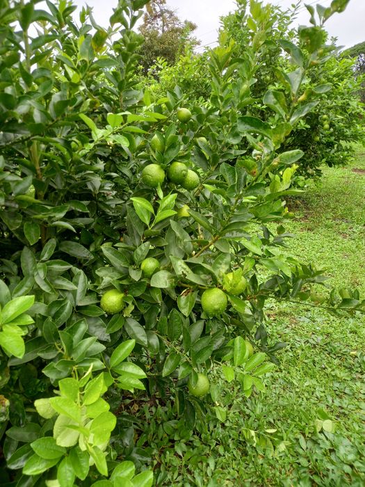 Limas biologicas64584406823171124