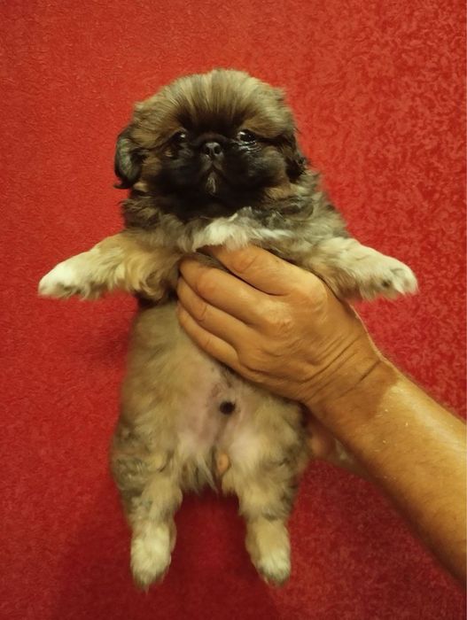 Продам цуценят Пекінесиків