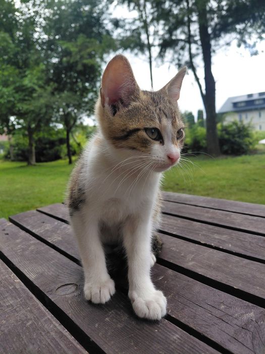 2 , 5 miesięczny kocurek