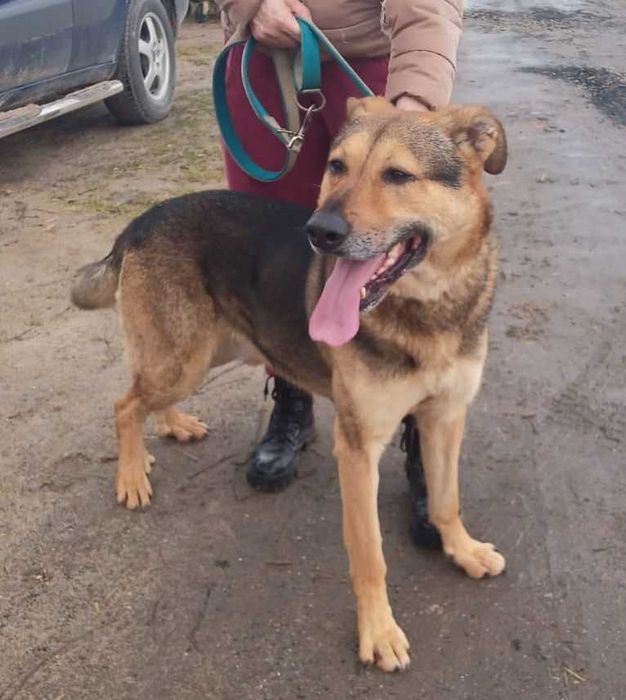 Sergiusz - w typie Owczarek niemiecki; inteligentny i przytulaśny