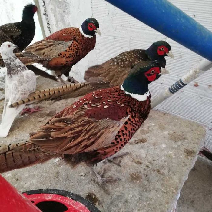 faisão coleira  macho